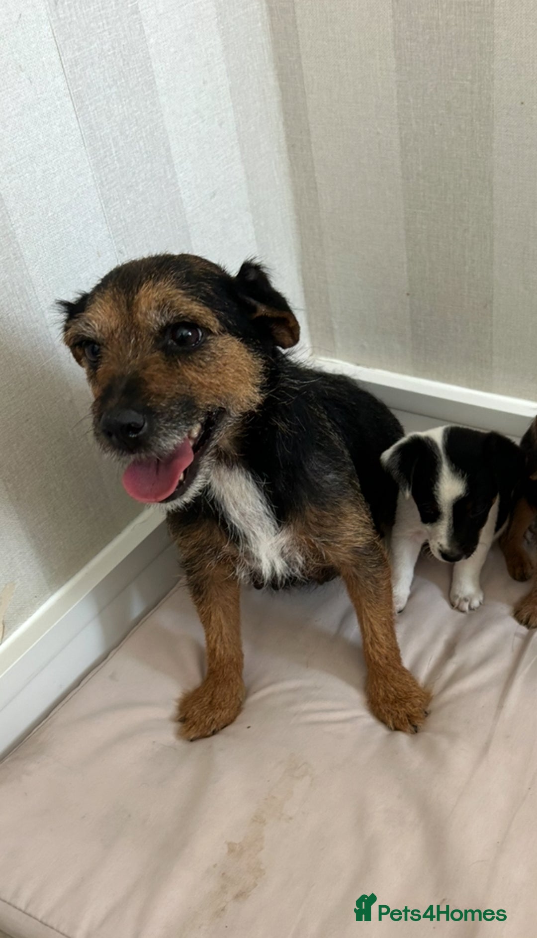 Mixed Breed dogs for sale: Jack Russell Boy  - Image 6