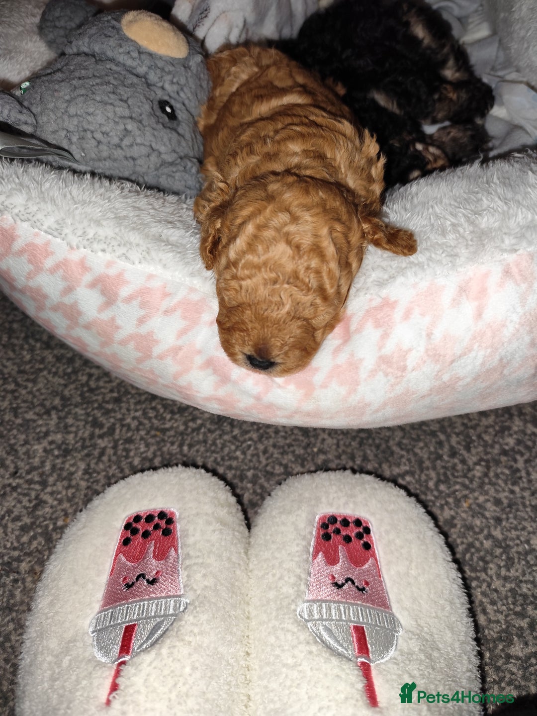 Toy Poodle dogs for sale: Two beautiful boy toy poodles - Advert 6