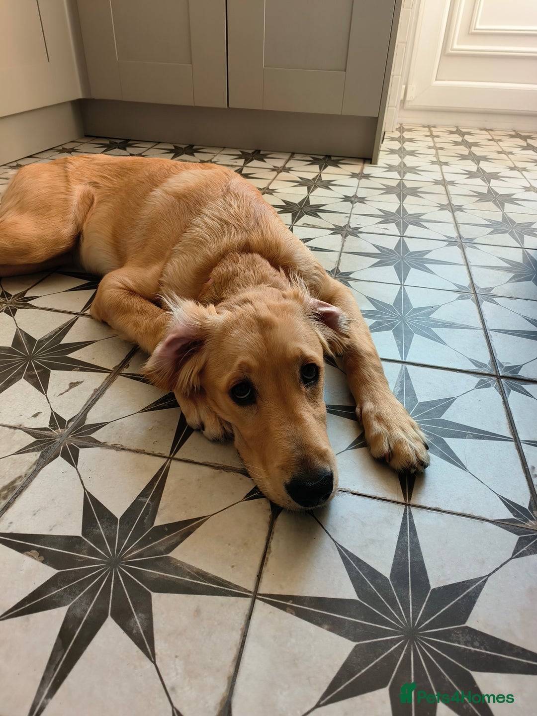 Golden Retriever dogs for sale: 6 month old golden retriever  - Image 9