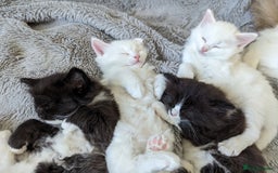 Ragdoll cats for sale: Ragdoll kittens - Advert 11