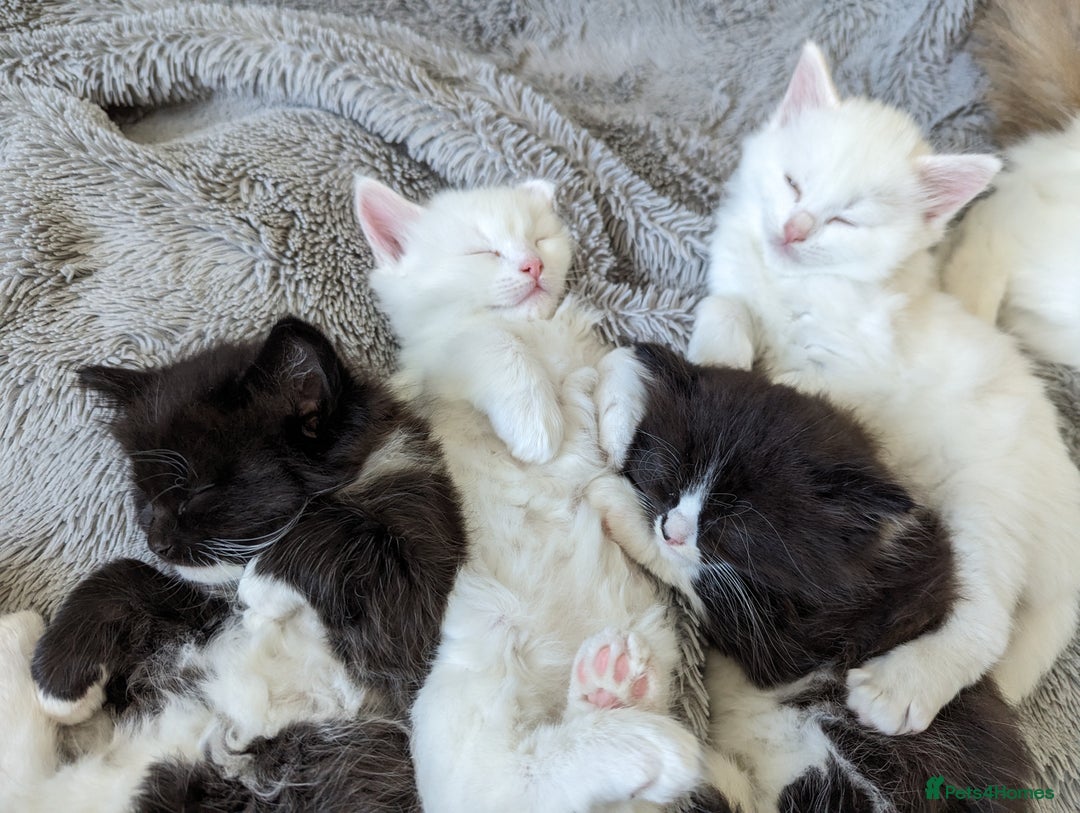 Ragdoll cats for sale: Ragdoll kittens - Advert 11