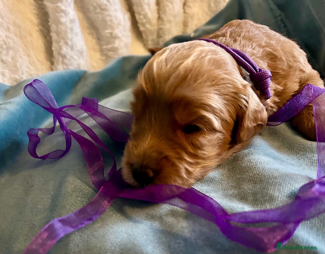 Labradoodle dogs for sale: 🥰 Cute Miniature labradoodle Pups 💖💕 - Advert 18