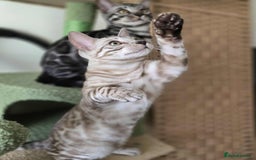 Bengal cats for sale: TICA REG 💕 2 Beautiful bengal boys  - Image 20