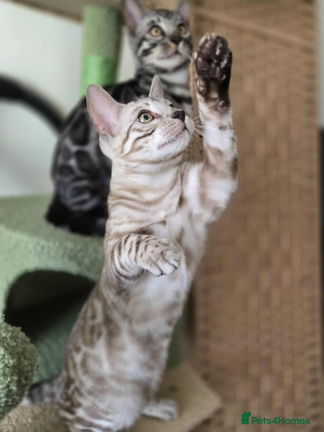 Bengal cats for sale: TICA REG 💕 2 Beautiful bengal boys  - Image 20