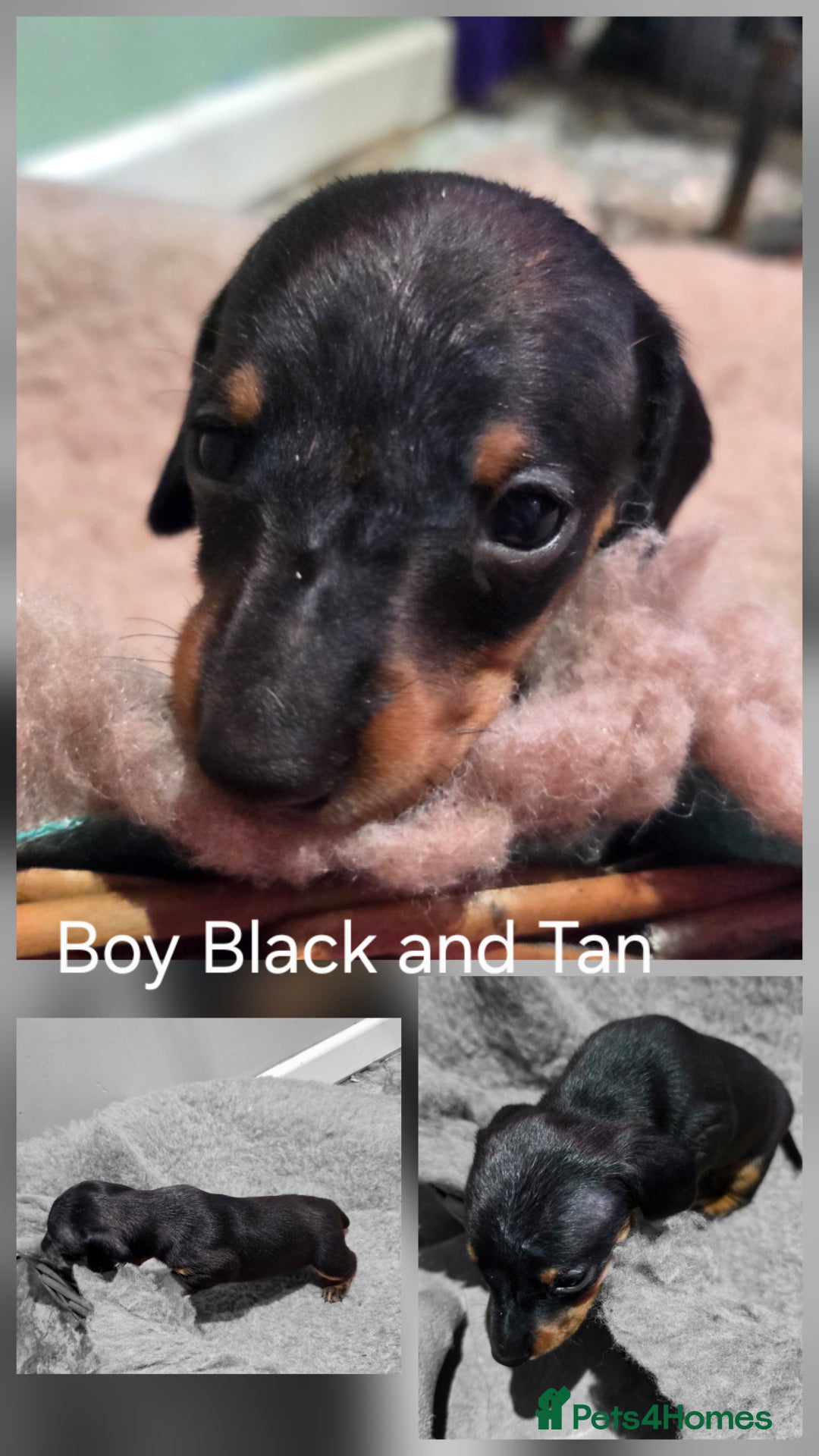 Dachshund dogs for sale: Beautiful Family Raised Daushound Puppies - Advert 4