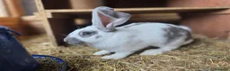 New Zealand rabbits for sale: New Zeeland x Continental Giant Bucks  - Advert 8