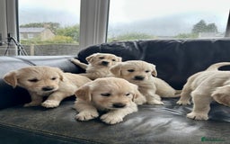 Golden Retriever dogs for sale: Beautiful Golden Retriever Puppies  - Image 4