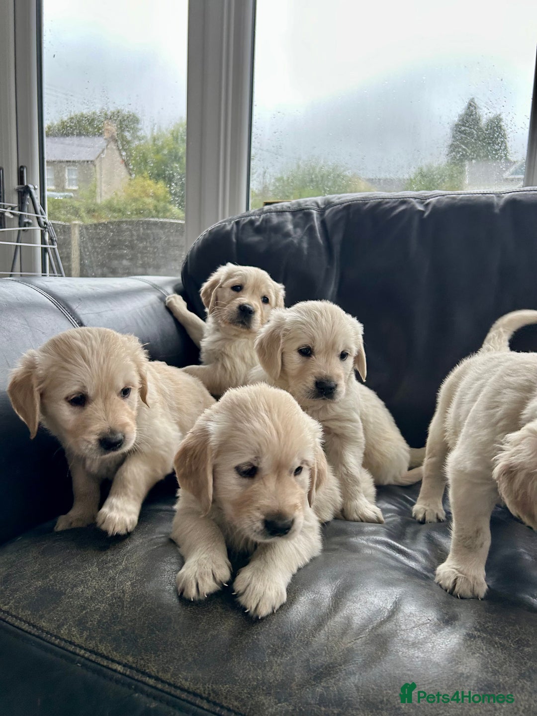 Golden Retriever dogs for sale: Beautiful Golden Retriever Puppies  - Image 4