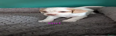 Cockapoo 5