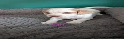 Cockapoo dogs for sale: Outstanding F1b Cockapoo Puppies 🌟 - Advert 10