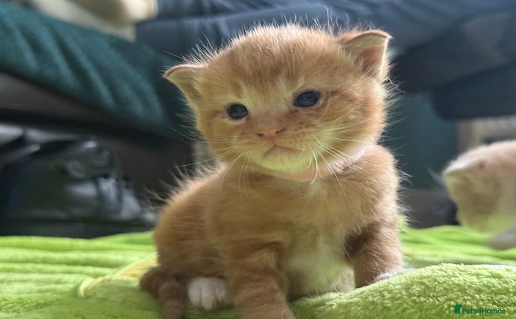 Mixed Breed cats - Advert 2