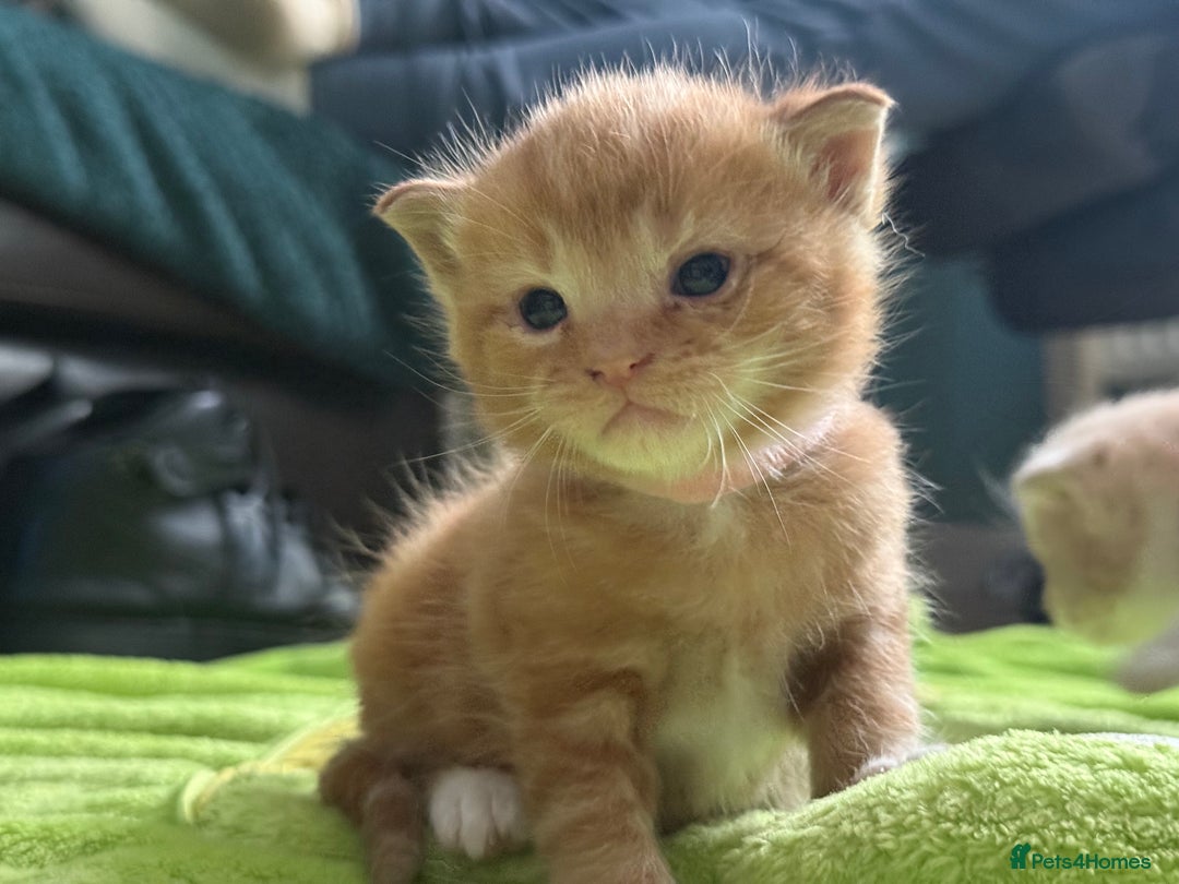 Mixed Breed cats for sale: Beautiful babies ready in 2 weeks - Image 1