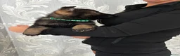 German Shepherd dogs for sale: KC Czech working line German shepherd puppies  - Advert 33