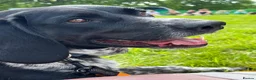 Mixed Breed dogs for sale: Lovely natured dog available for re-home in Derby - Advert 2