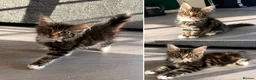 Maine Coon cats for sale: GCCF Maine Coone kittens, tested, vacc, vet check - Advert 8