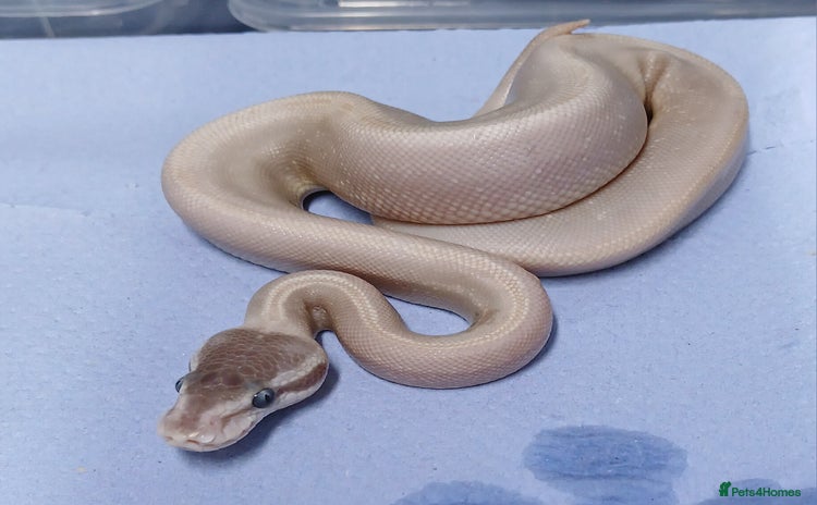 Python Snake reptiles - Advert 1