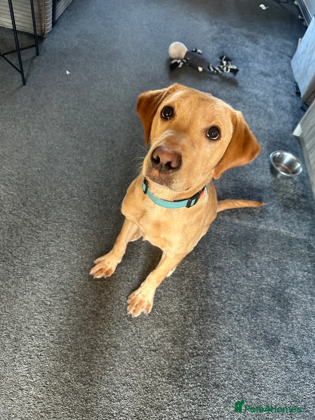 Labrador Retriever dogs for sale: KC Registered Labrador Male  in Norwich - Advert 1