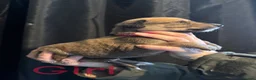 Mixed Breed dogs for sale: LAST BOY- Saluki Greyhound puppies - Advert 13