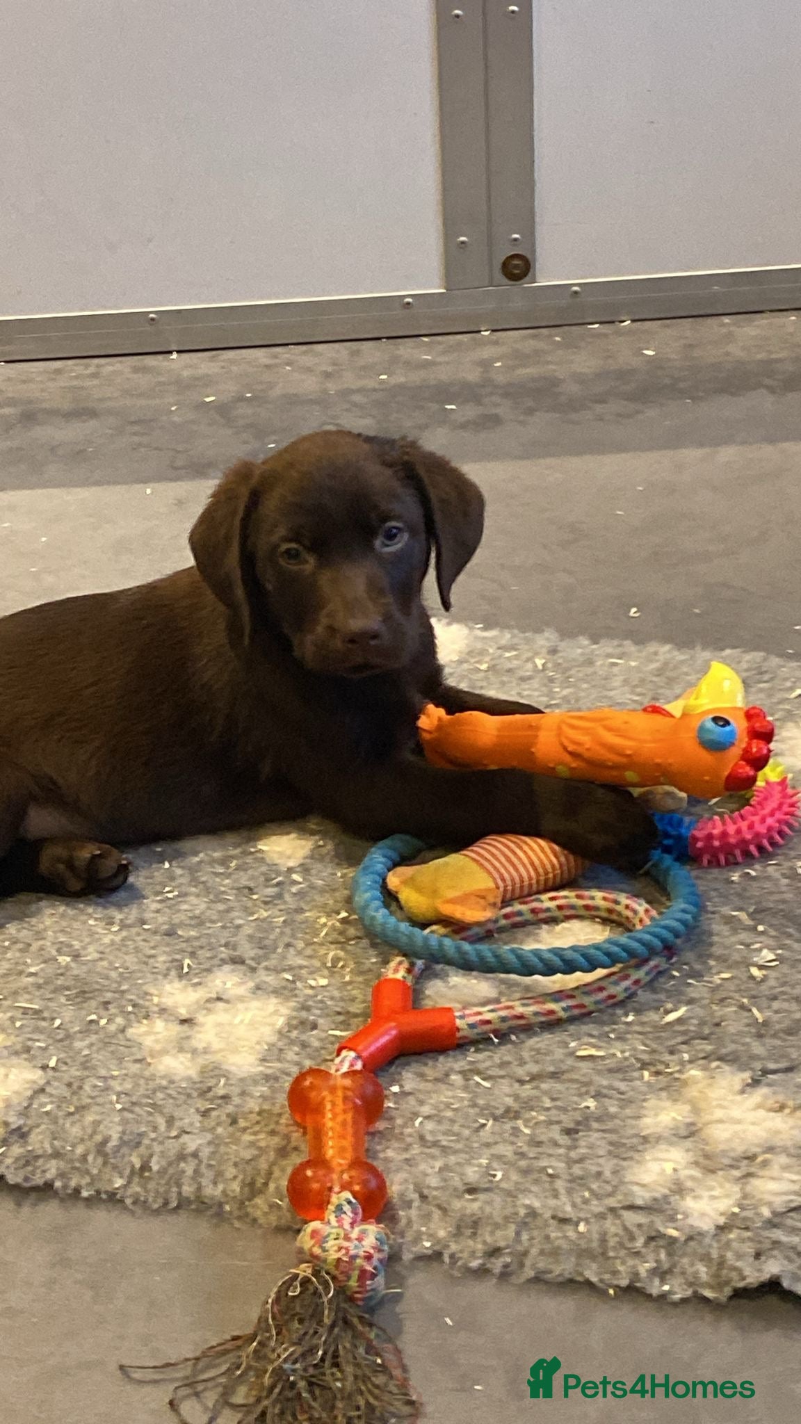 Labrador Retriever dogs KC CHOCOLATE LARBRADOR PUPPIES  - Advert 11