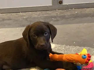 Labrador Retriever dogs KC CHOCOLATE LARBRADOR PUPPIES - Advert 11