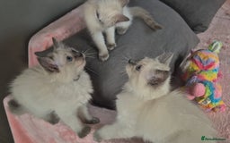 Ragdoll cats for sale:  2 left! 6 Purebred Blue Point Ragdoll Kittens - Image 1