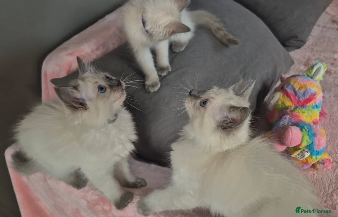 Ragdoll cats for sale:  2 left! 6 Purebred Blue Point Ragdoll Kittens - Image 1