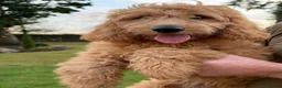 Mini Goldendoodle dogs for sale: READY TO LEAVE - 5* BREEDER & POLICE DOG TRAINER  in Lincoln - Advert 3
