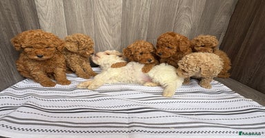 Maltipoo dogs - Advert 1