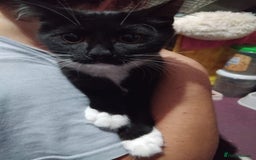 Mixed Breed cats for sale: Older Kittens for sale - Image 6
