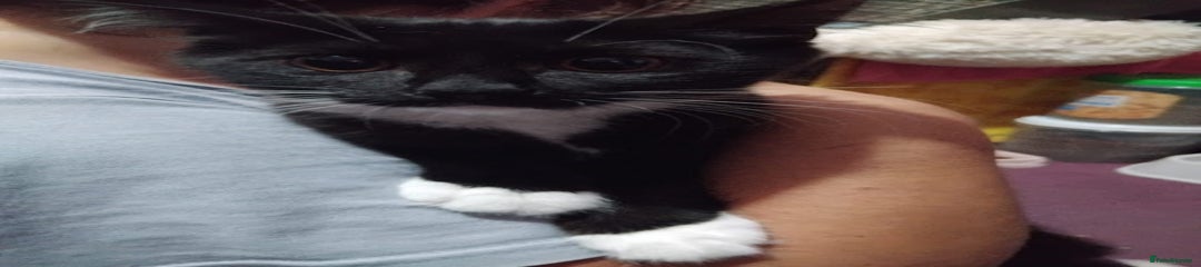 Mixed Breed Kitten 5