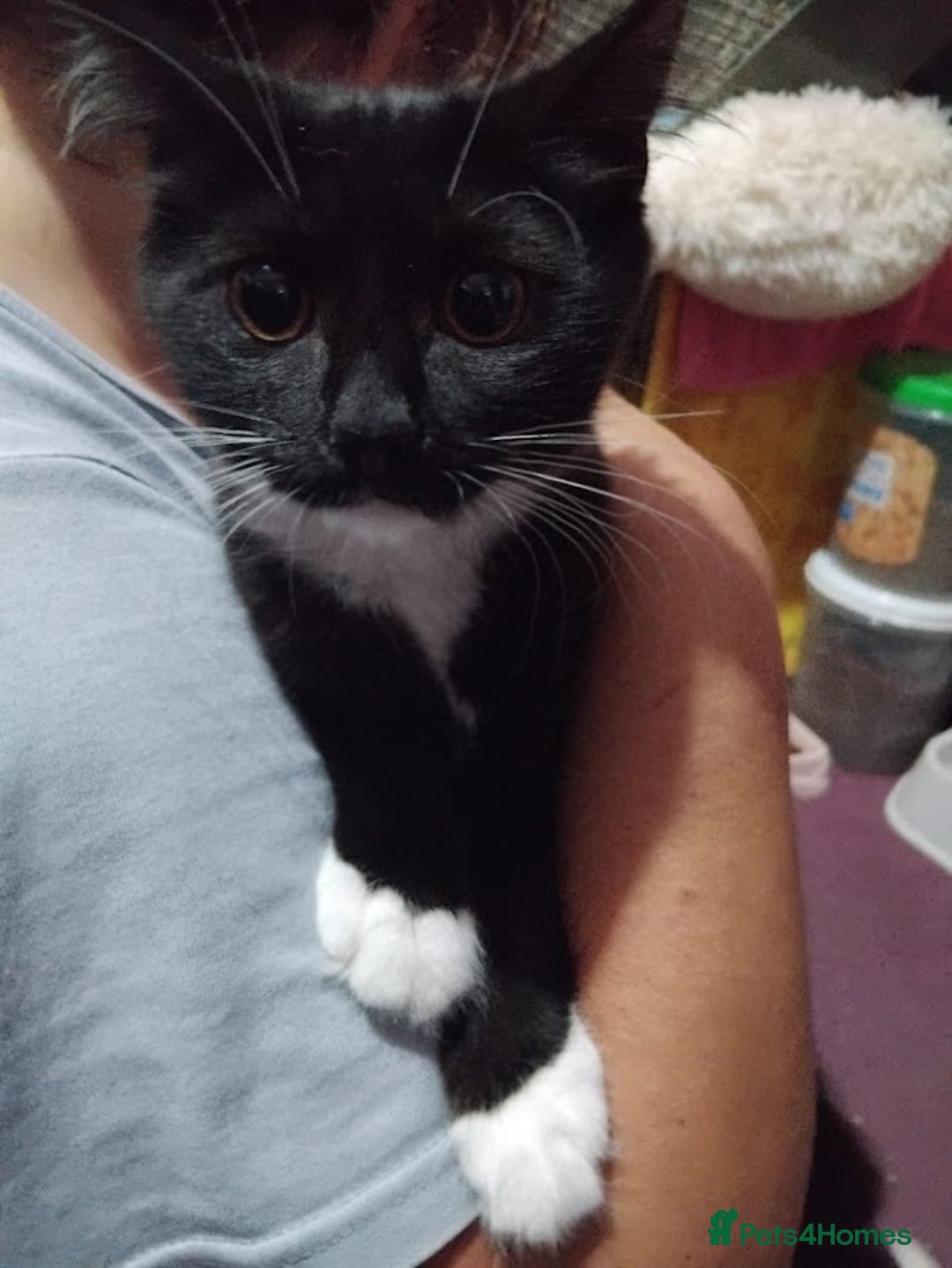 Mixed Breed cats for sale: Older Kittens for sale - Image 6