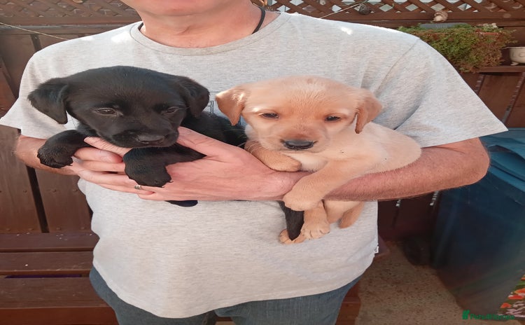 Labrador Retriever dogs - Advert 4