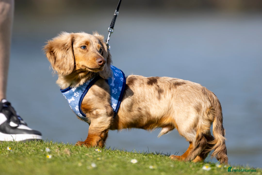 Miniature Dachshund dogs for stud: Chocolate Dapple mini dachshund stud  - Advert 20