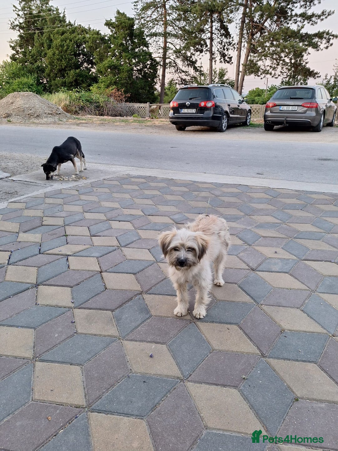 Mixed Breed dogs for adoption: ALMA - a Superb little Girl for a Loving Home - Image 1