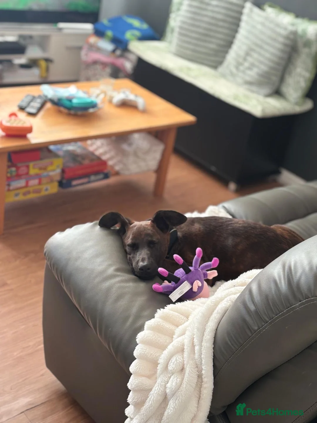 Mixed Breed dogs for sale: 7 month old Dutch shepherd/Chinese red mix - Advert 4