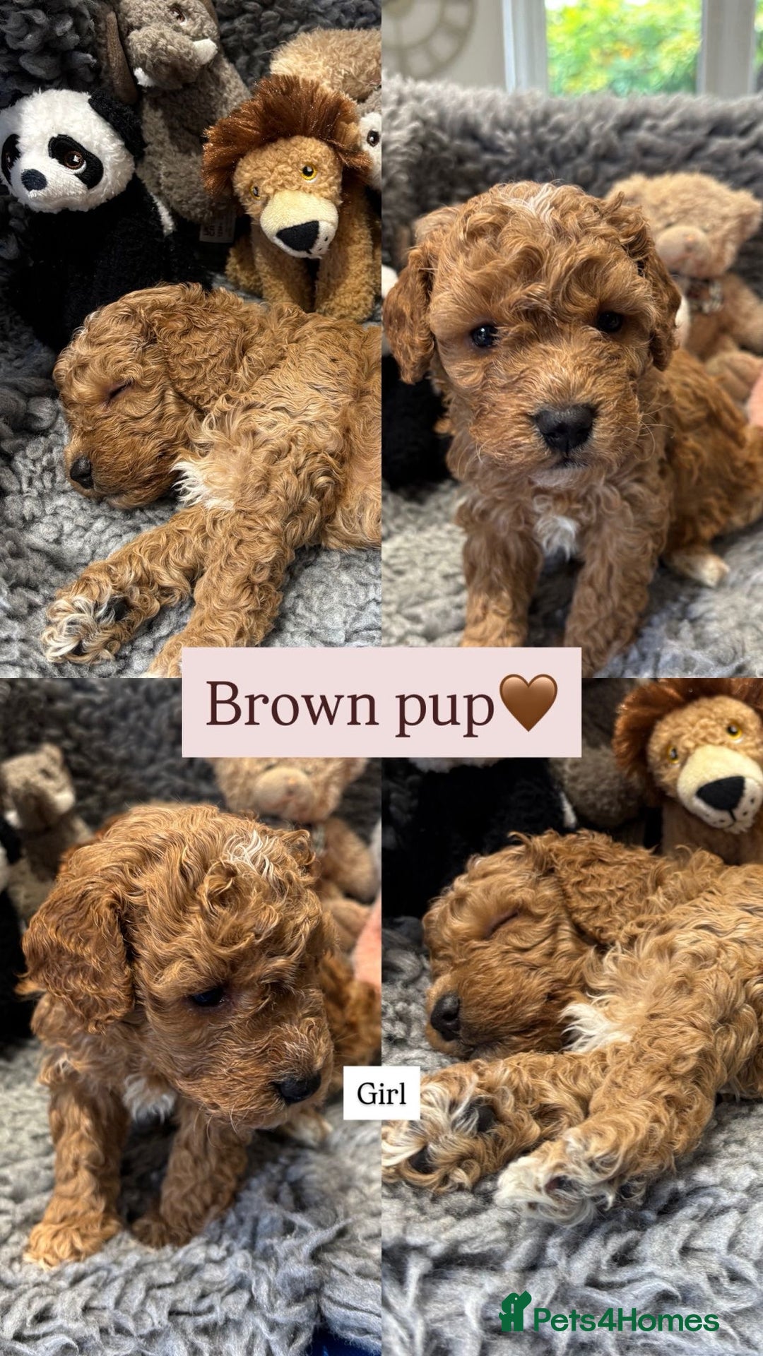 Cockapoo dogs for sale: Cockapoo’s 6 boys 2 girls  - Image 5