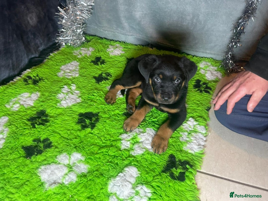 Rottweiler dogs for sale: Rottweiler Puppies  - Advert 10