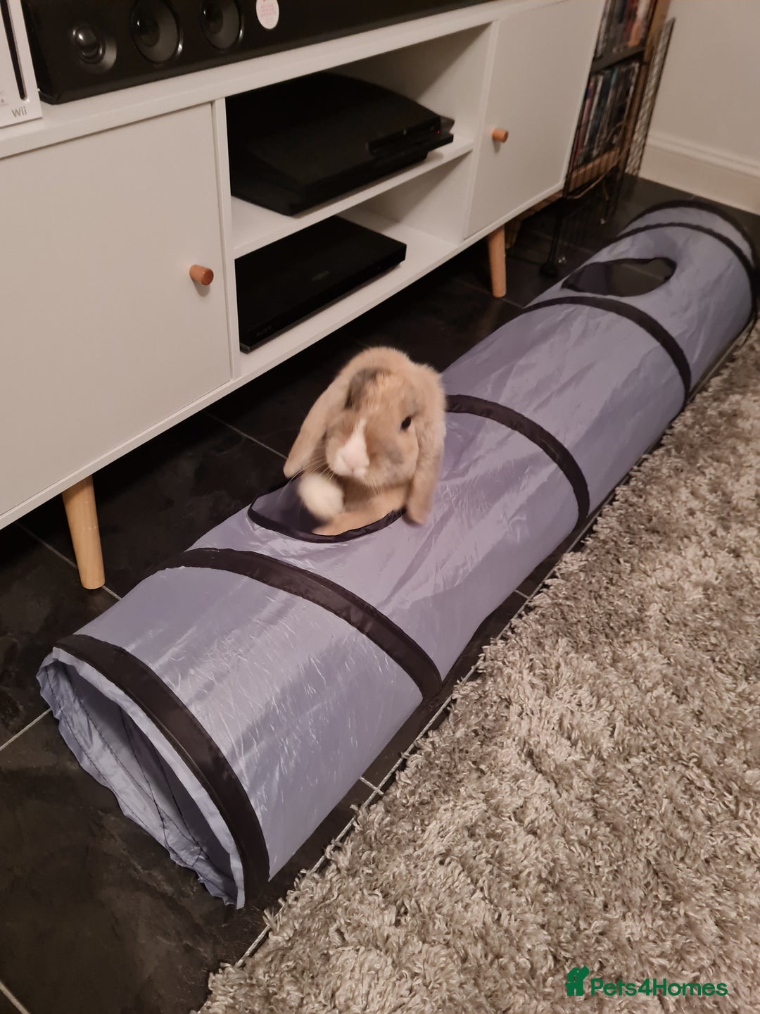 Mixed Breed rabbits for sale: Whisky & Ozzy - Advert 2