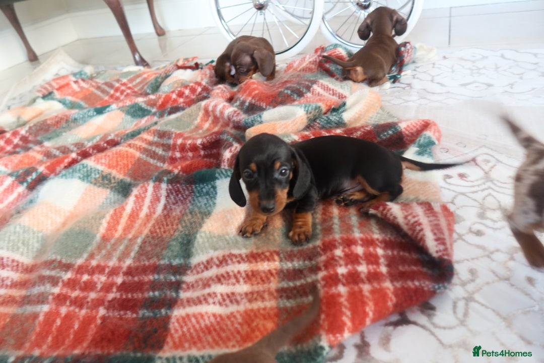 Dachshund dogs for sale: Dachshund puppy’s  - Advert 6