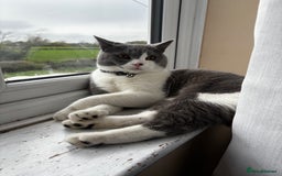 British Shorthair cats for sale: One year old British shorthair x Tabby - Advert 3