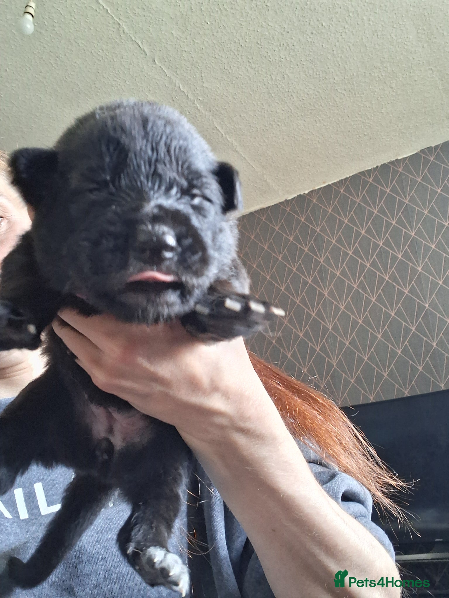 German Shepherd dogs for sale: German shepherd puppies  - Advert 7