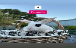 Mini Lop rabbits for sale: Baby Rabbits (Ready To Leave Now) - Image 4