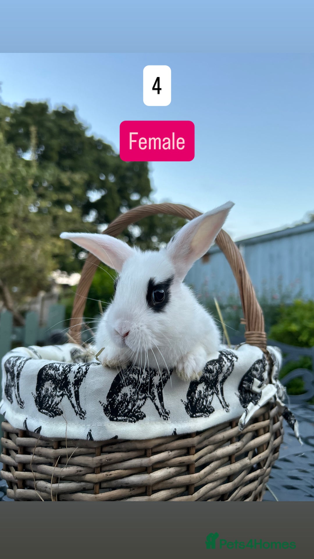 Mini Lop rabbits for sale: Baby Rabbits (Ready To Leave Now) - Image 4