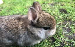 Netherland Dwarf rabbits for sale: 5 netherland dwarf bunnies - Image 7