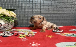 Dachshund dogs for sale: Miniature Dachshund Puppies - Advert 5