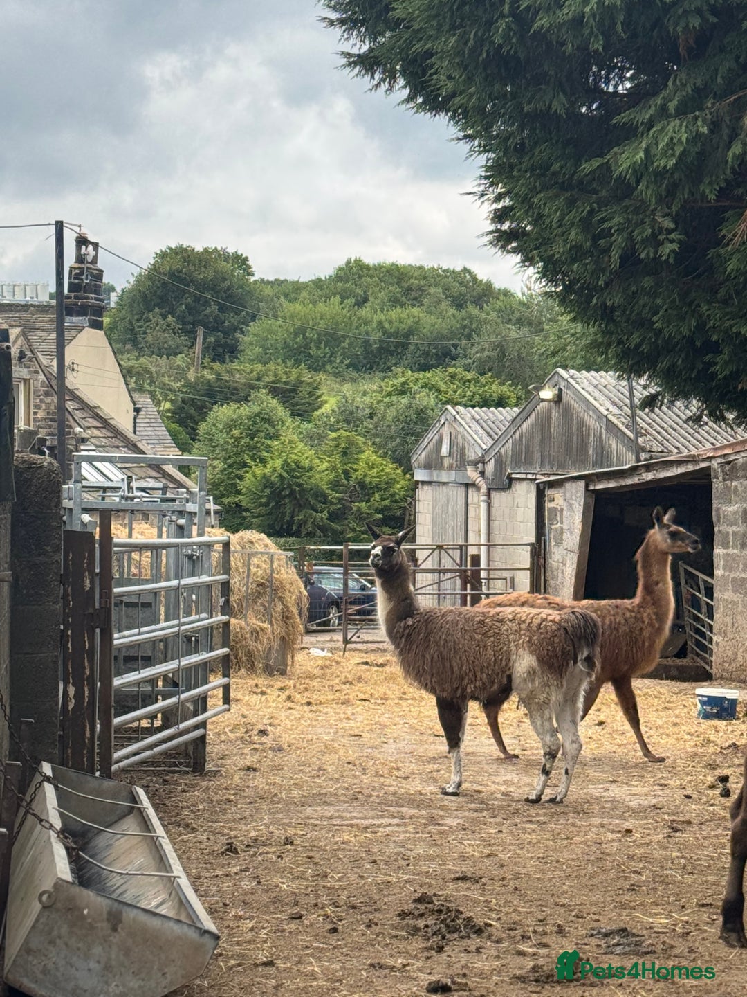 Llama livestock for sale: breeding pair of llamas - Image 2