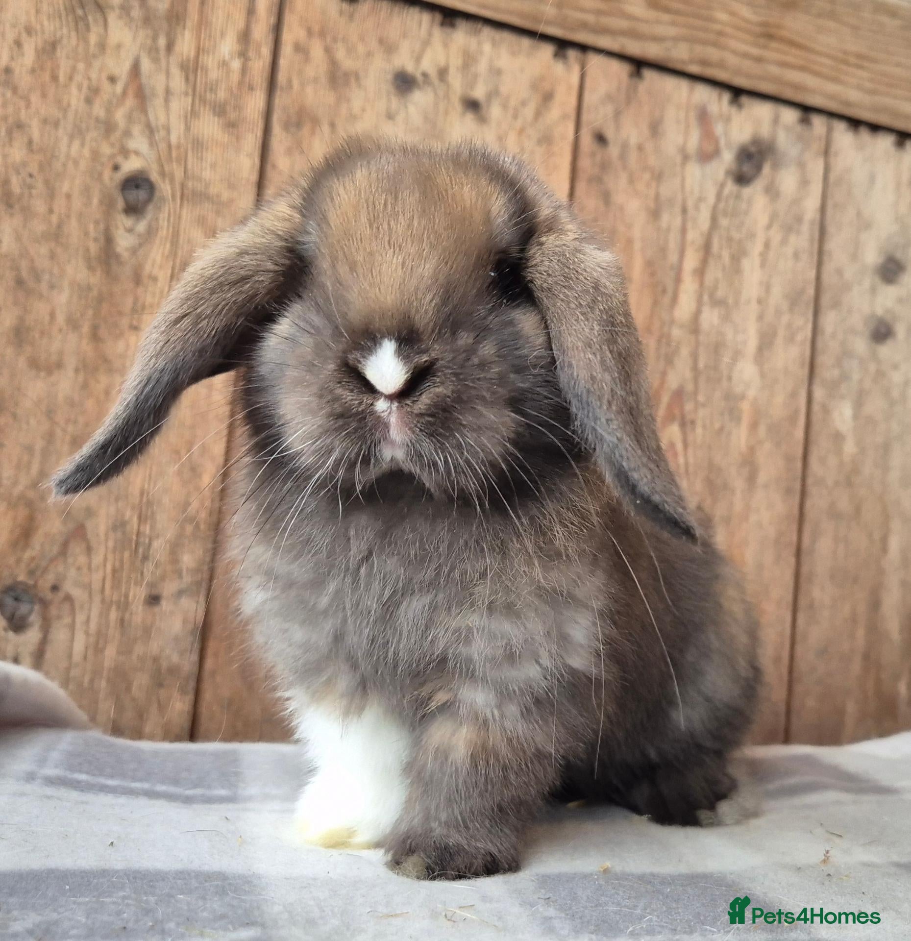 Mini Lop rabbits Mini lop girls  and boy  - Advert 7