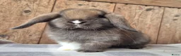 Mini Lop rabbits for sale: Mini lop girls  - Advert 4