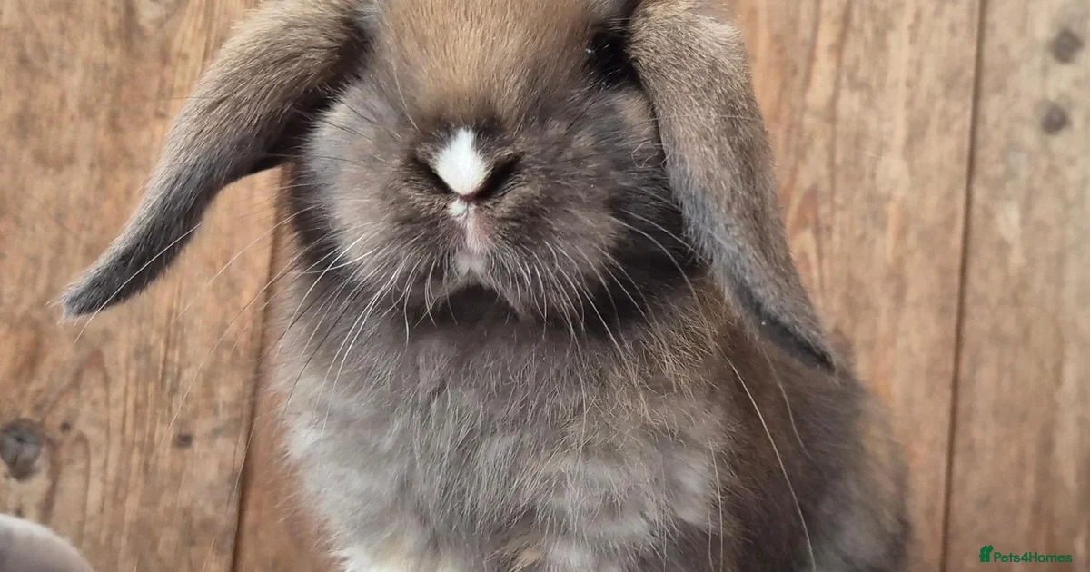 Nevada Rabbits Lop Rabbits for Sale for sale | Pets4Homes