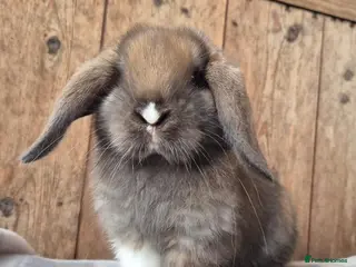 Mini Lop rabbits Mini lop girls and boy - Advert 7